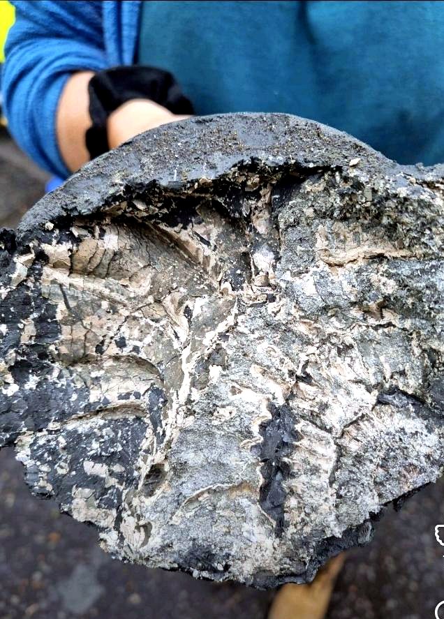 Fossil in a soil core recovered from a borehole